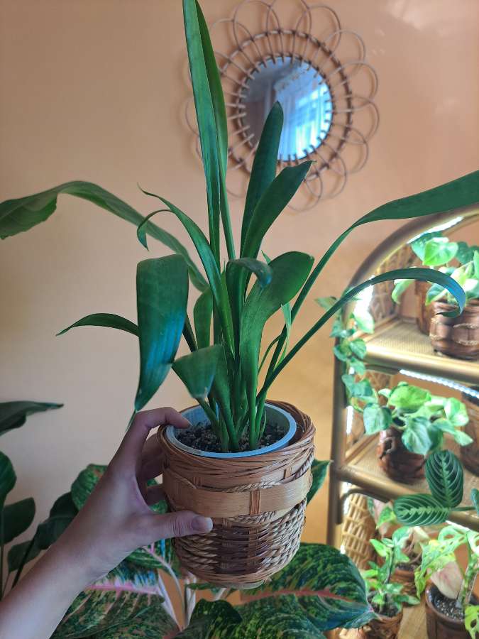 Sansevieria 2