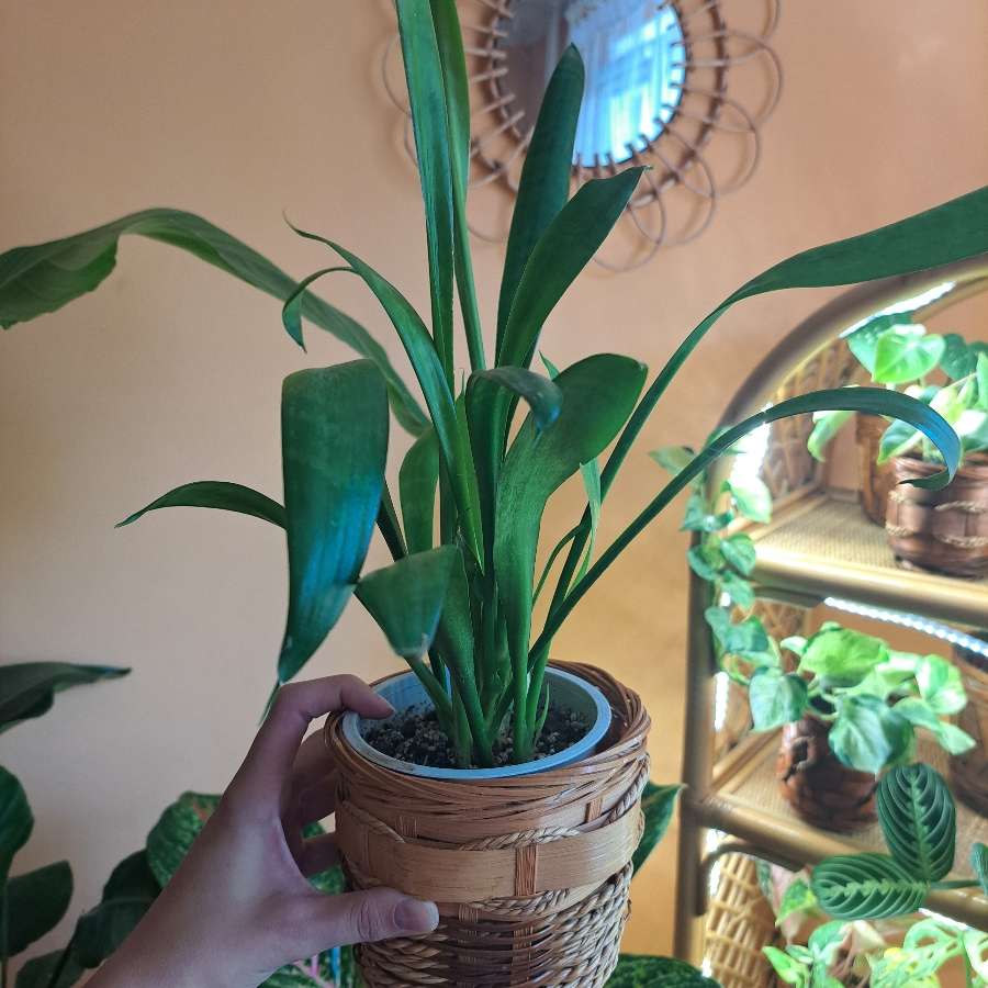 Sansevieria