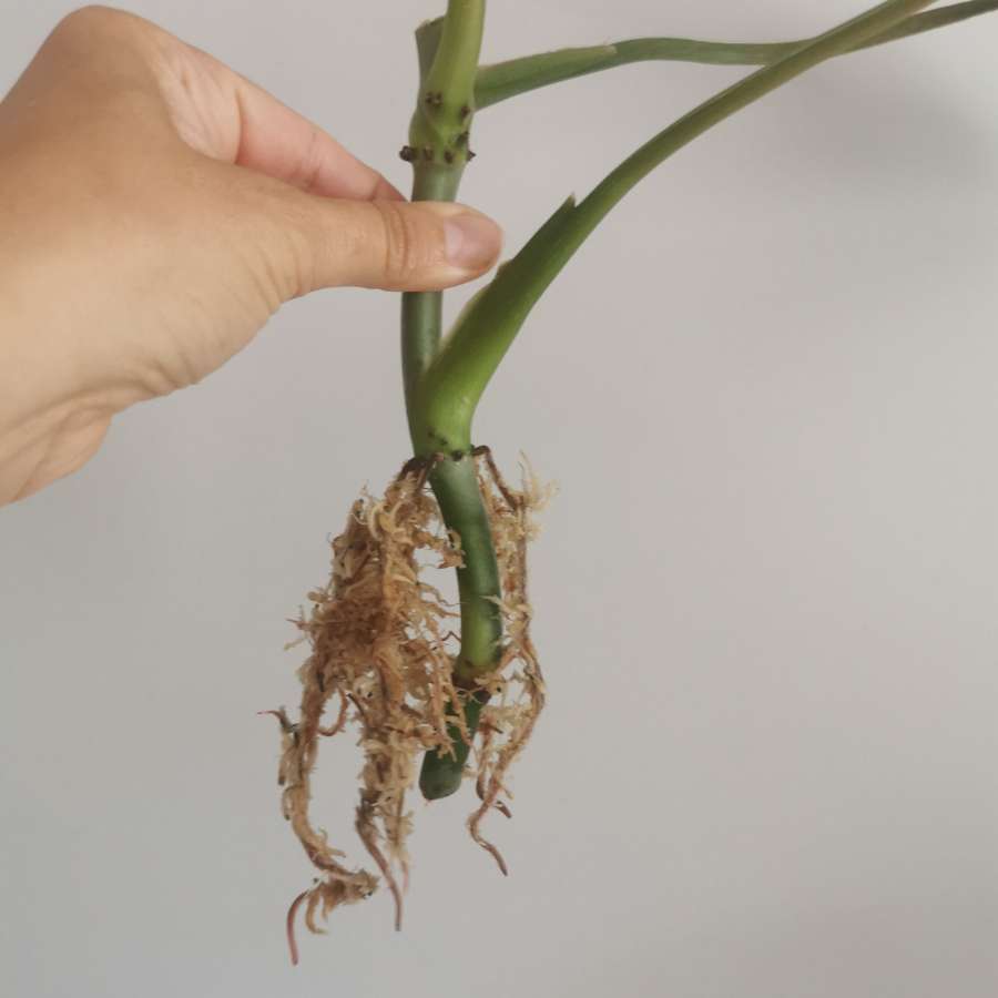 Philodendron plowmanii 4