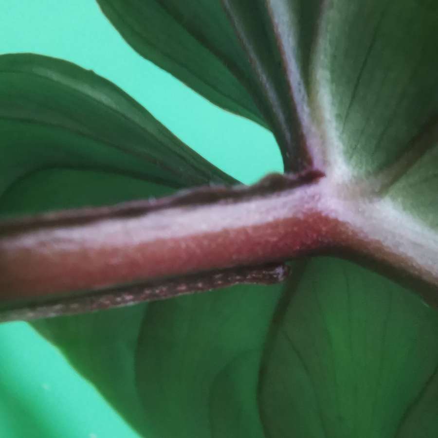 Philodendron plowmanii 3