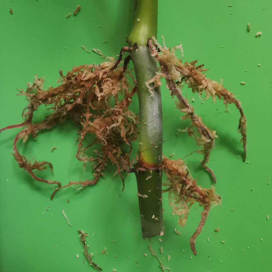 Philodendron plowmanii 2