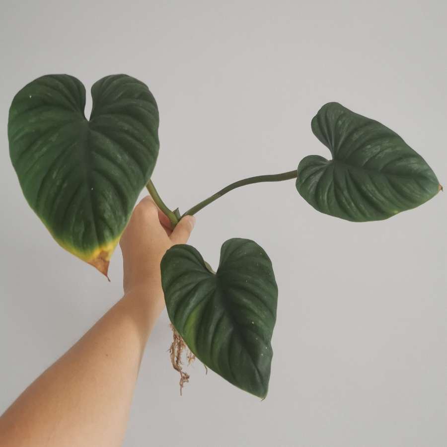 Philodendron plowmanii
