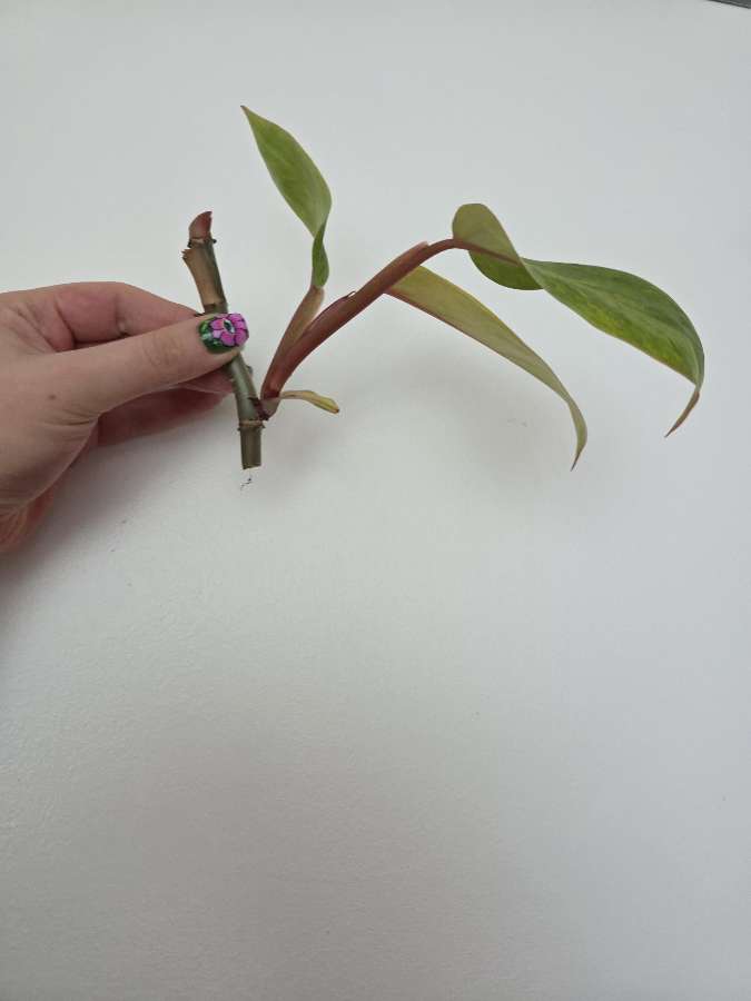 Philodendron painted lady 2