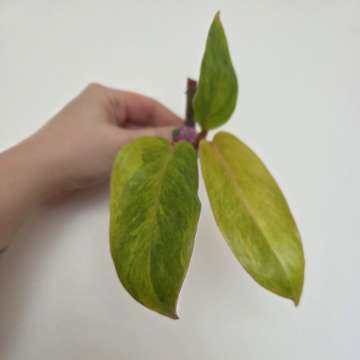 Philodendron painted lady