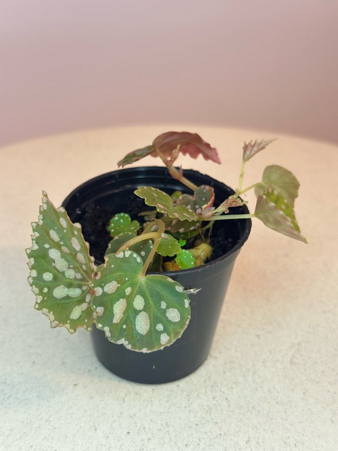 Chlorostica x Negrosensis #4 2