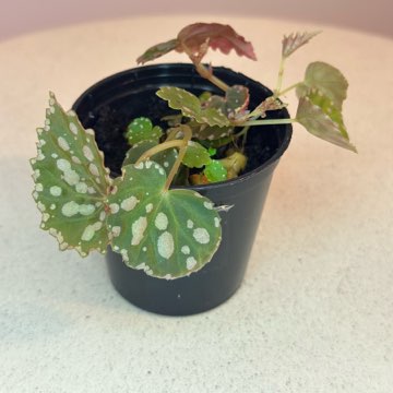 Chlorostica x Negrosensis #4