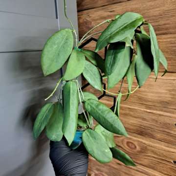 Hoya Cagayanensis (pimmenteliana)