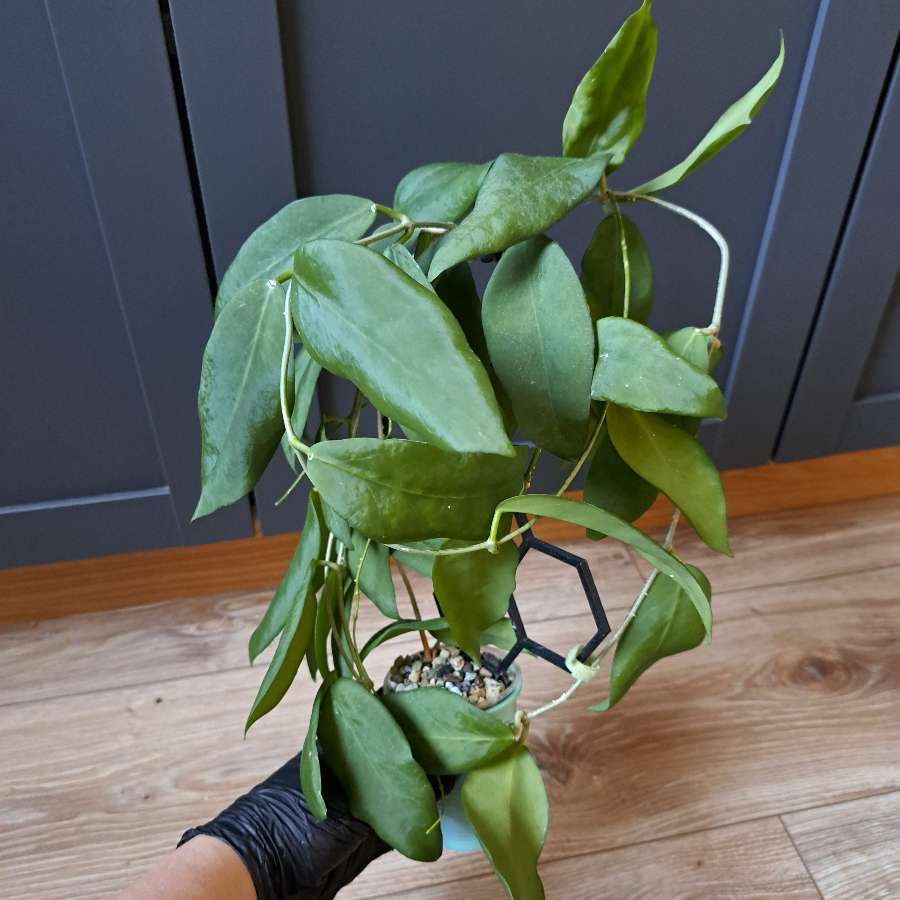 Hoya Cagayanensis (pimmenteliana)