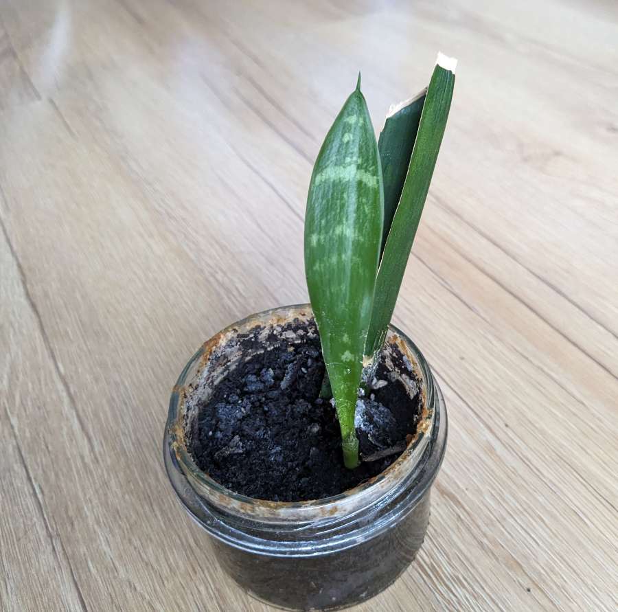 Sansevieria zeylanica sadzonka 2