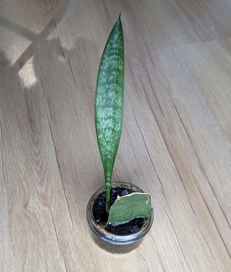 Sansevieria zeylanica sadzonka 3