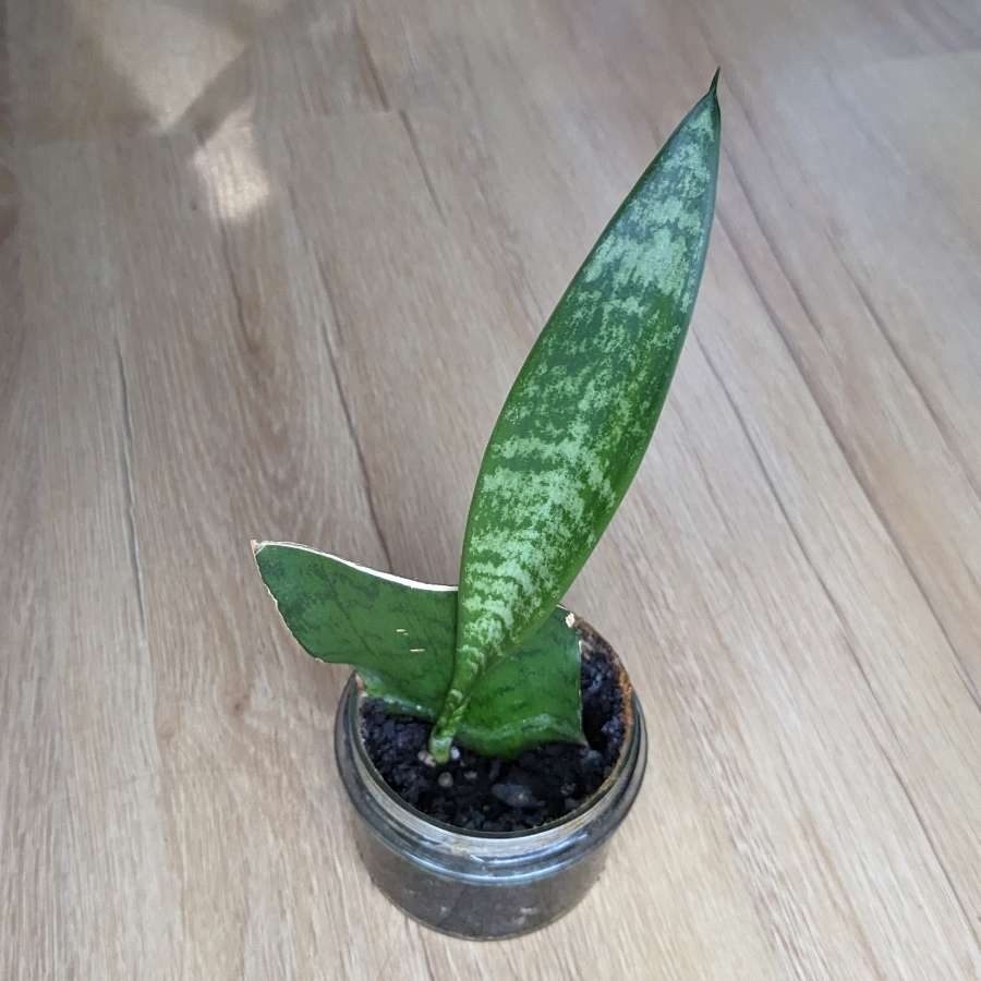 Sansevieria zeylanica sadzonka