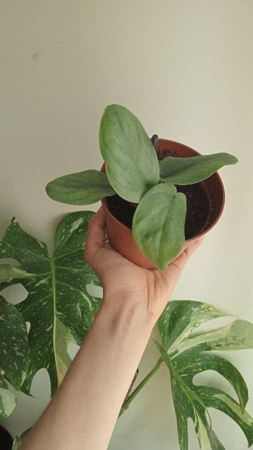 Scindapsus kolekcjonerski 3