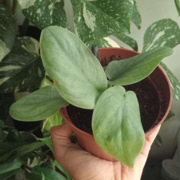 Scindapsus kolekcjonerski