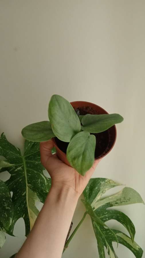 Scindapsus kolekcjonerski 2