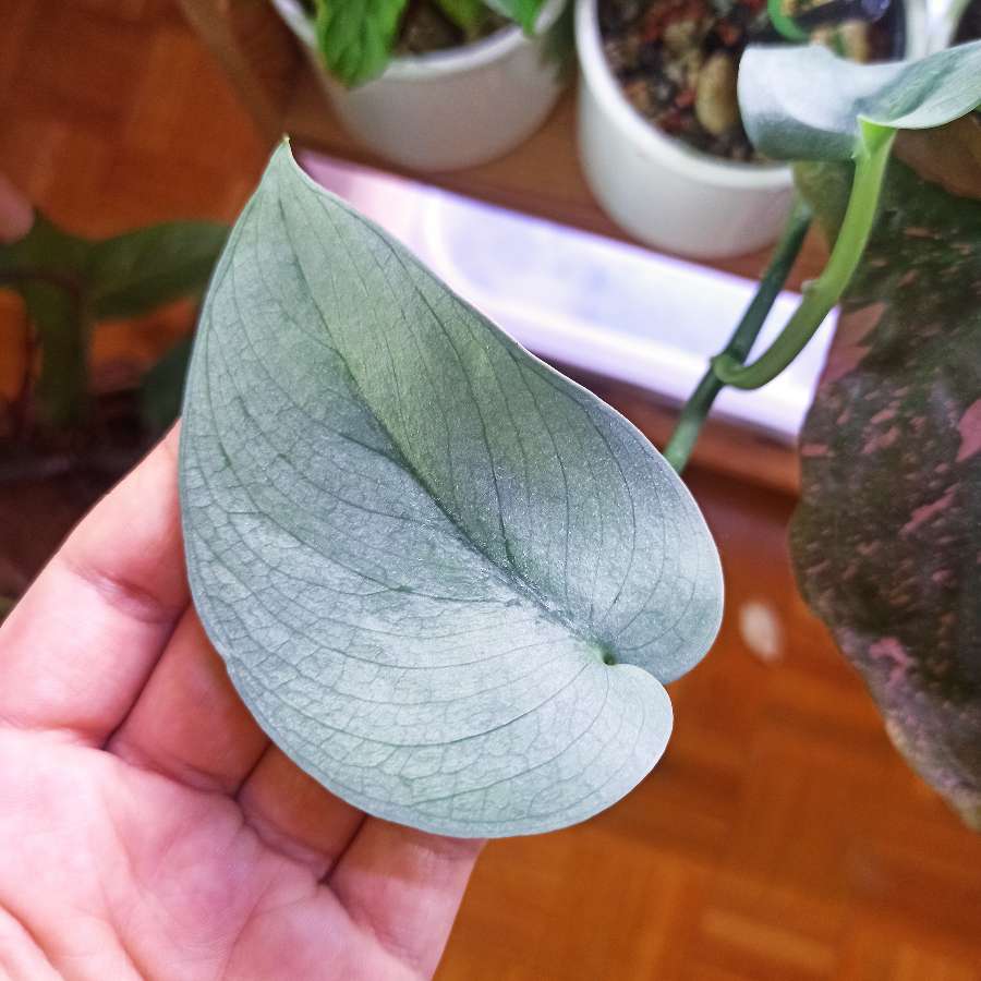 Scindapsus Silver Hero