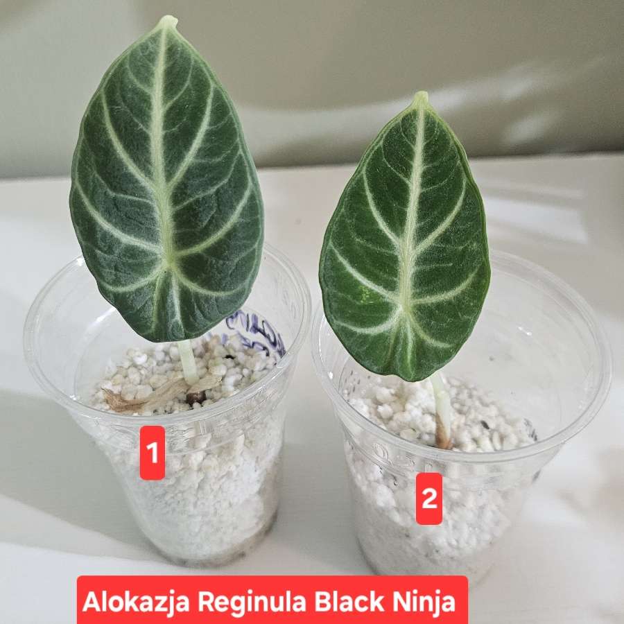 Alokazja Reginula Black Ninja