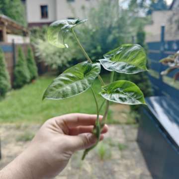 Syngonium zroslicha szczepka