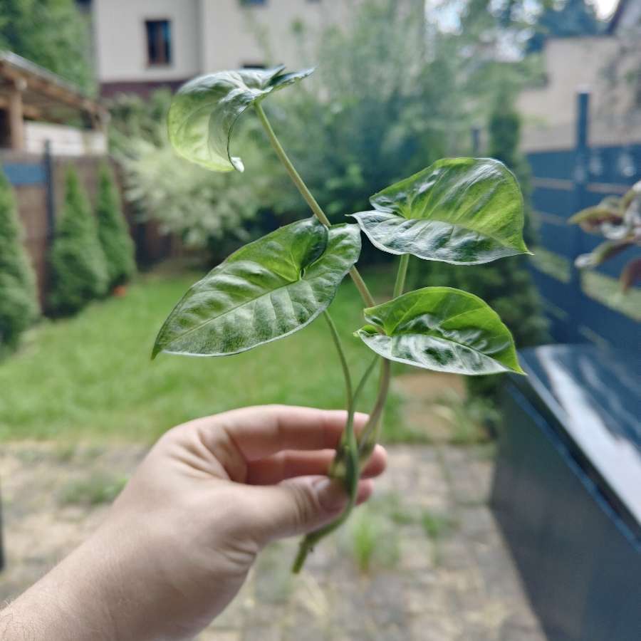 Syngonium zroslicha szczepka