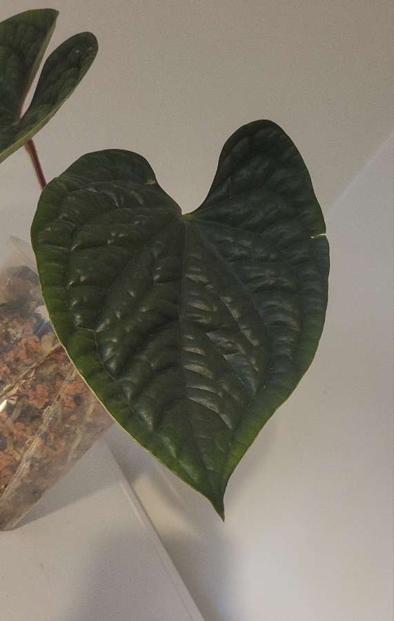 Anthurium luxurians 3