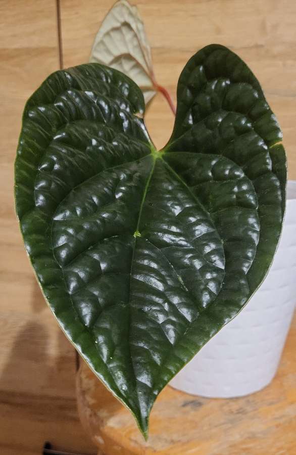 Anthurium luxurians 2