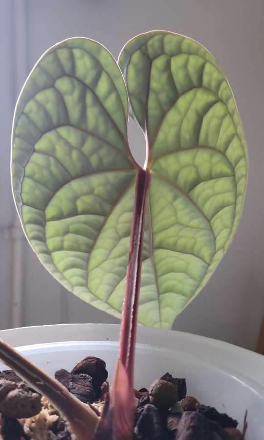 Anthurium luxurians 2