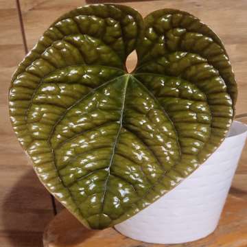 Anthurium luxurians