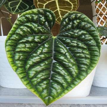 Anthurium luxurians