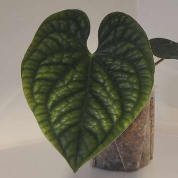 Anthurium luxurians