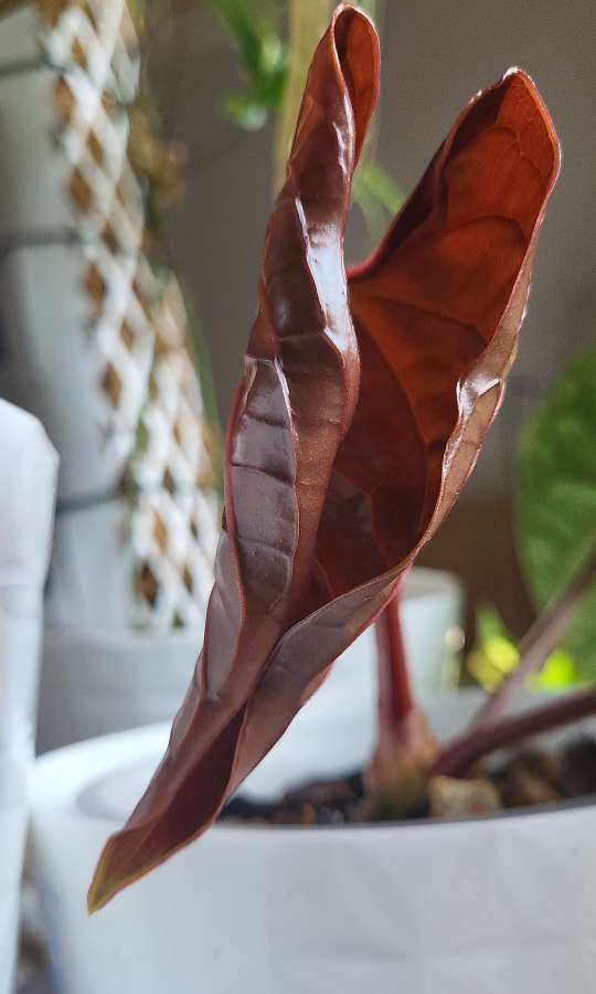 Anthurium luxurians 2