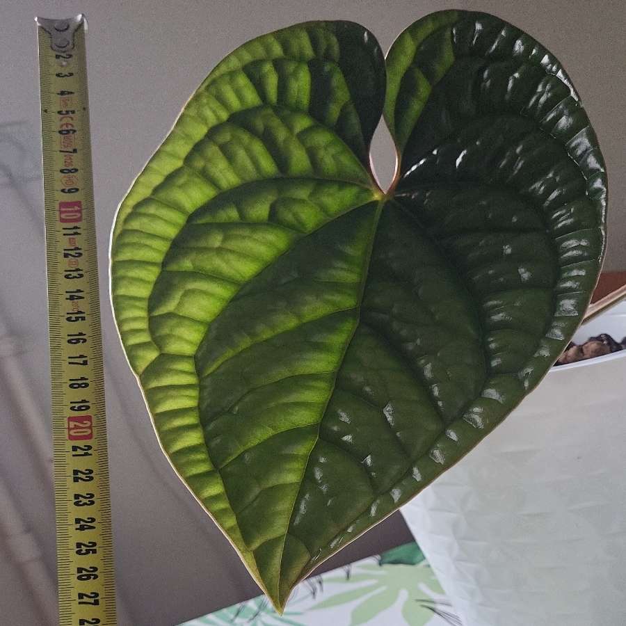 Anthurium luxurians