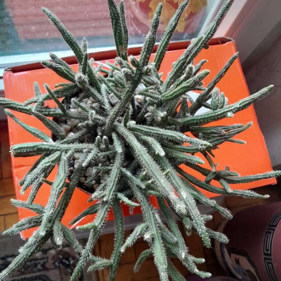 Ripsalis patyczak