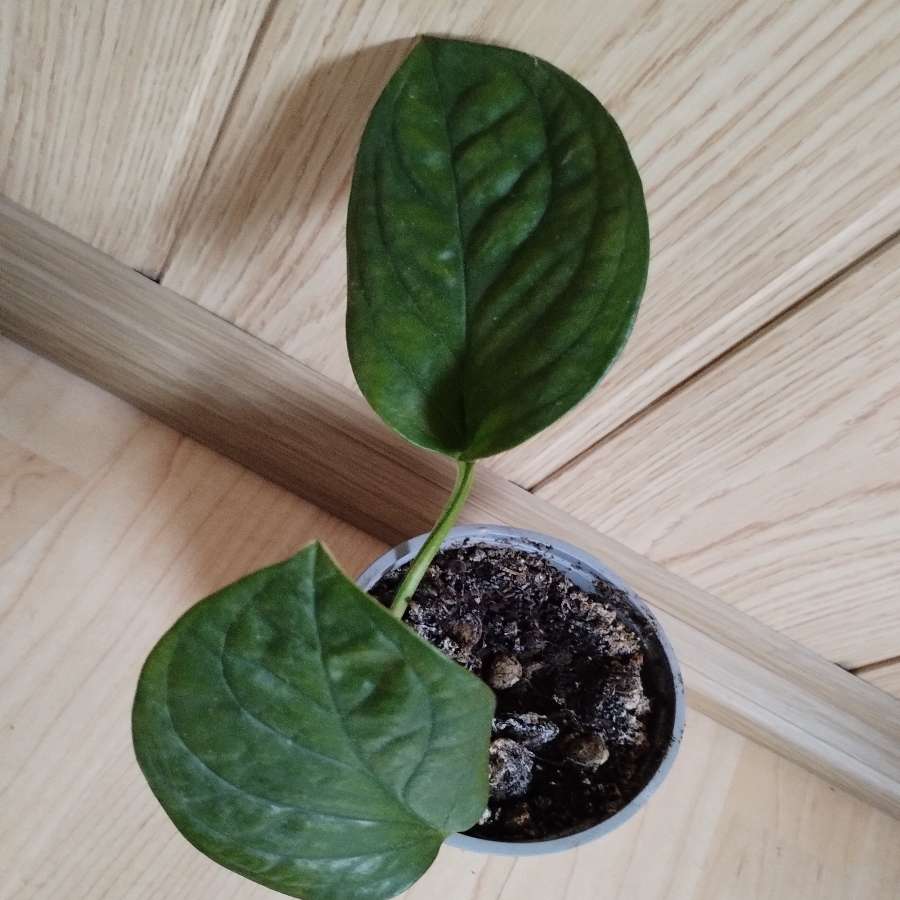 Monstera pinatipartita