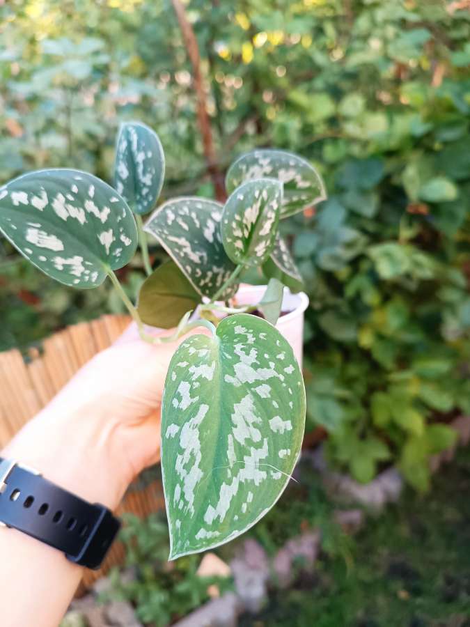 Scindapsus pictus Argyraeus 2