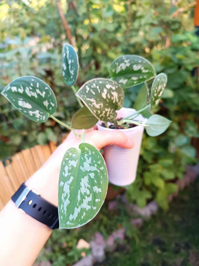 Scindapsus pictus Argyraeus 3