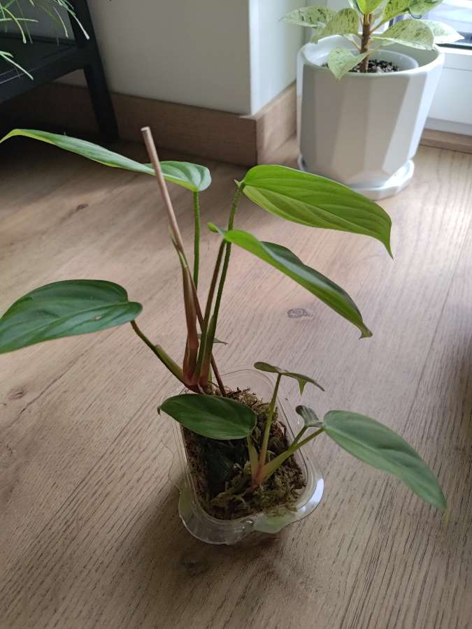 Philodendron fuzzy petiole 2