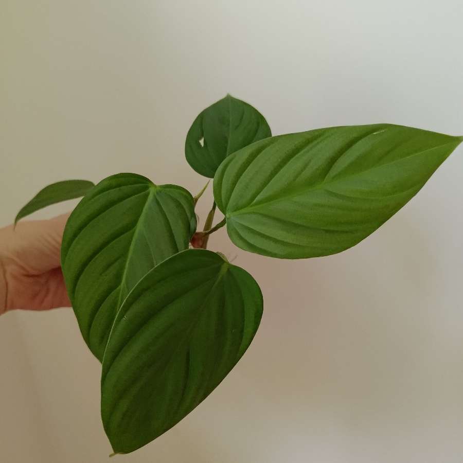 Philodendron fuzzy petiole