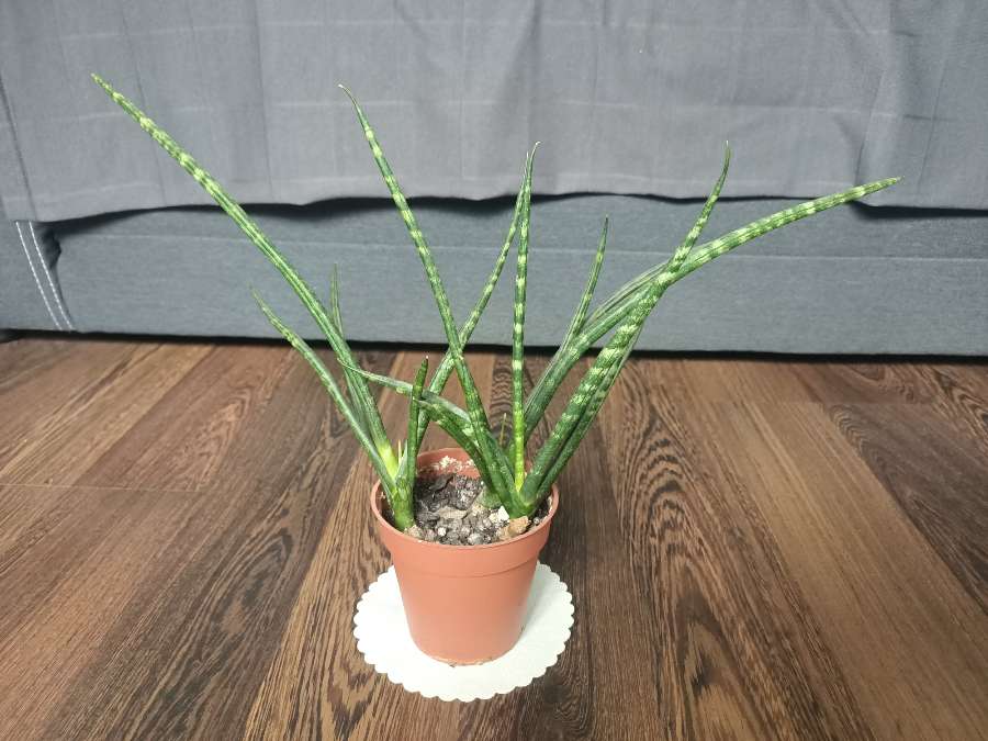 Sansevieria cylindryczna 3