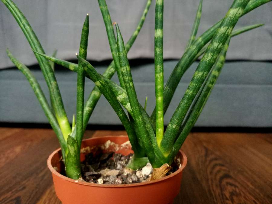 Sansevieria cylindryczna 2