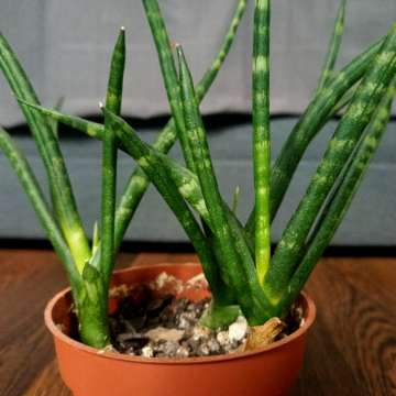 Sansevieria cylindryczna