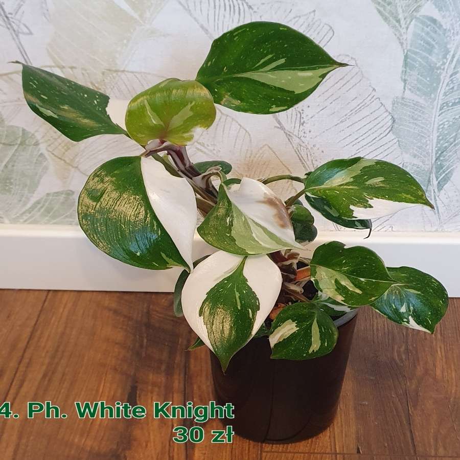 Philodendron White Knight