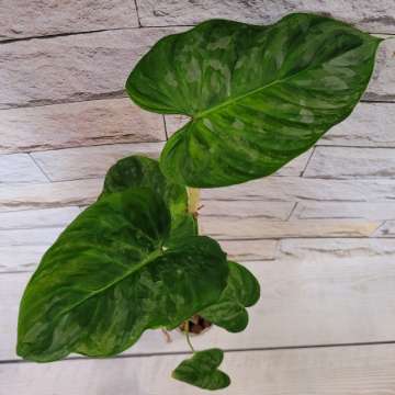 Philodendron majestic