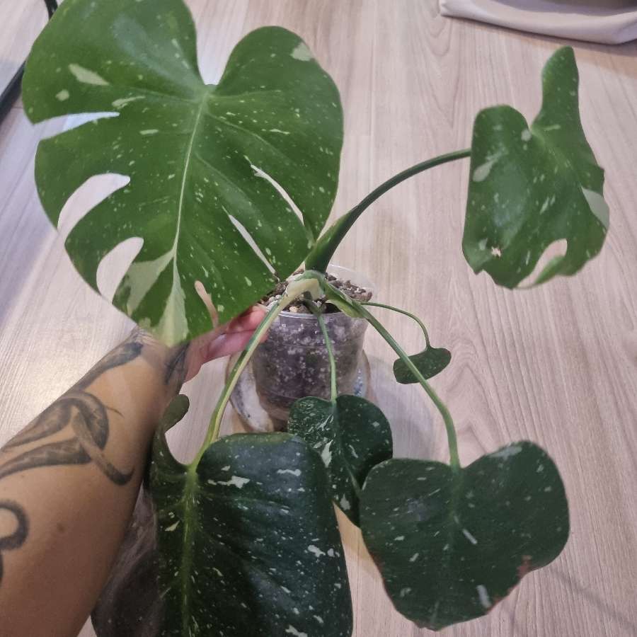 Monstera thai constelation