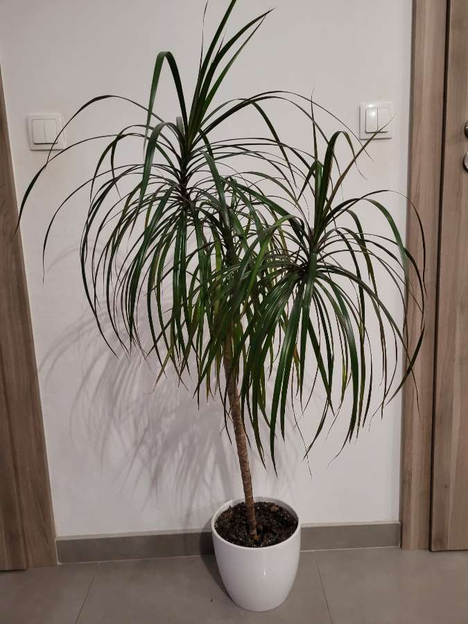 Dracena 2