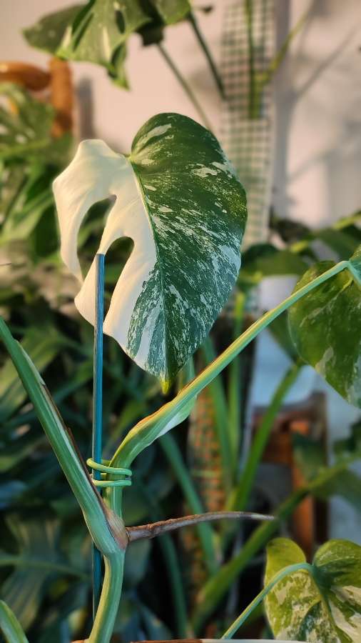 Monstera Deliciosa Albo Variegata (small form) 2