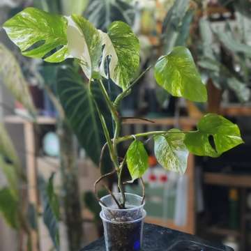 Monstera Deliciosa Albo Variegata (small form)