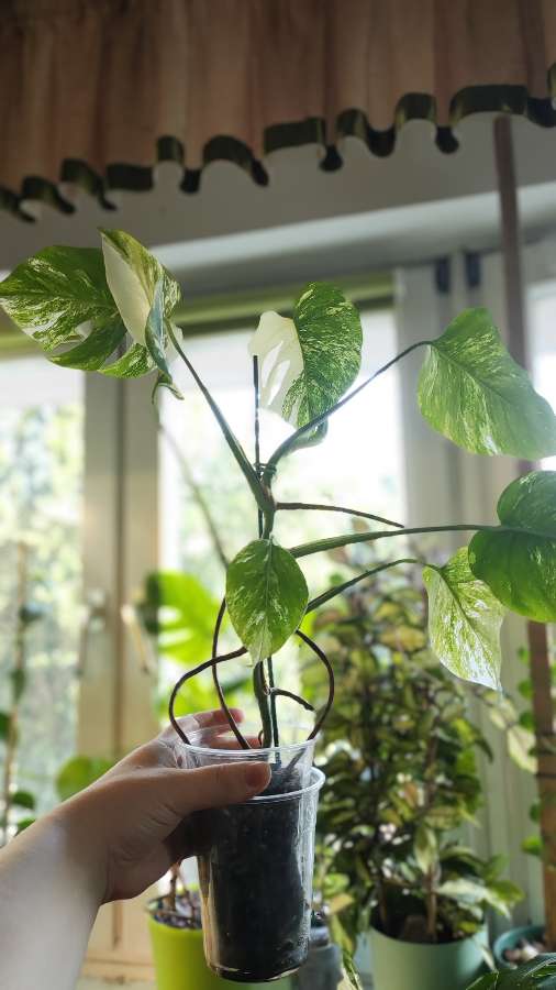 Monstera Deliciosa Albo Variegata (small form) 4