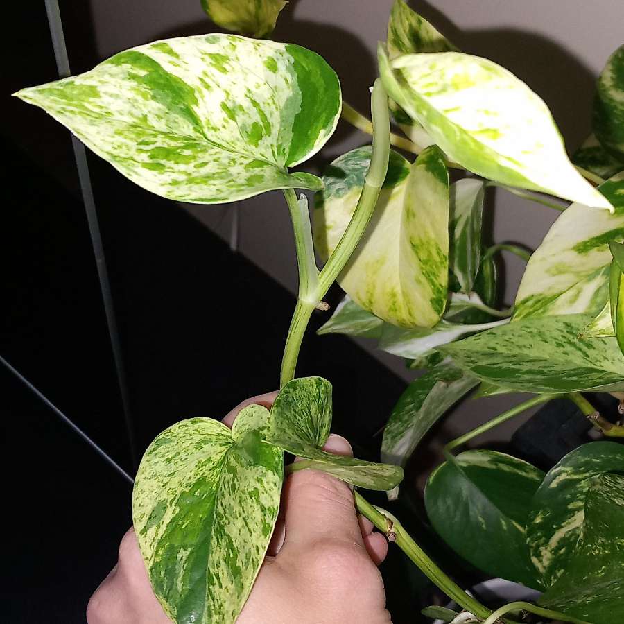 Epipremnum Marble queen