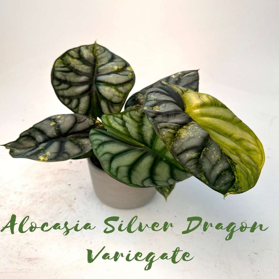 Alokazja Silver Dragon Variegata