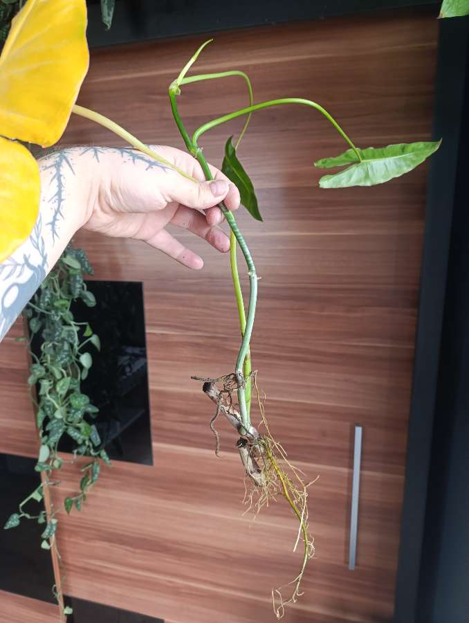 Philodendron Paraiso Verde 2