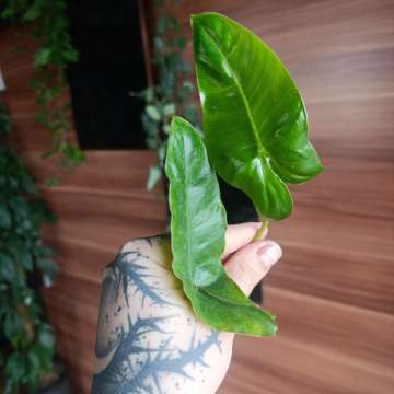 Philodendron Paraiso Verde